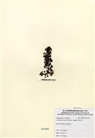 藏品(喇叭藻)的圖片